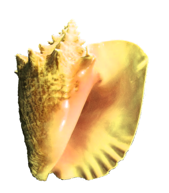 Concha