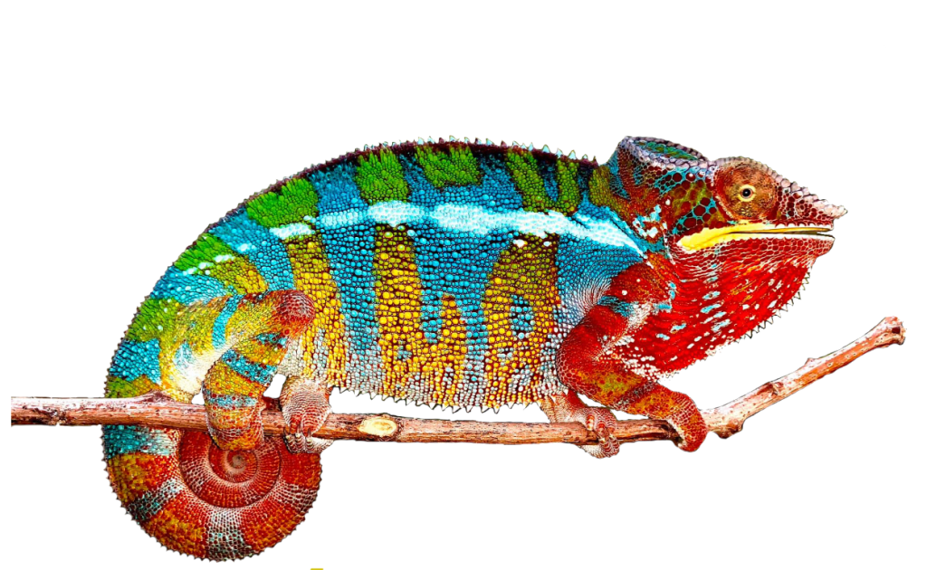 camaleón monitor logo