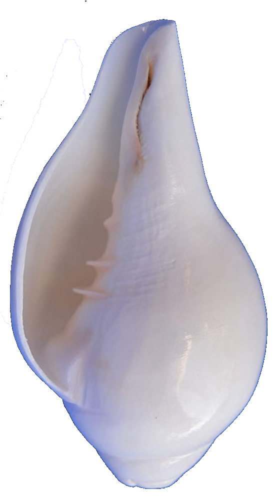 conch