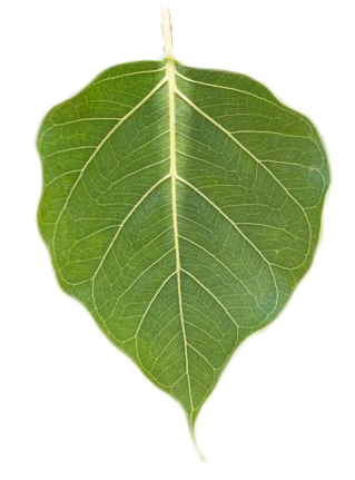 peepal leaf